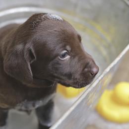 Labrador Retriever Puppies from AGL Retrievers