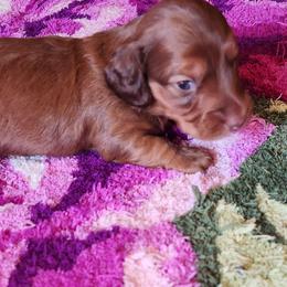 Mario - Chocolate male Dachshund puppy in Medina, Texas from Dachsunds On The River