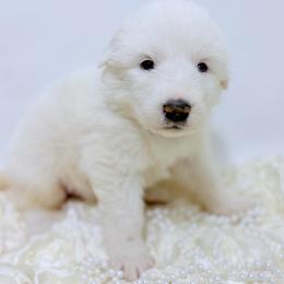 Judy - White female Great Pyrenees puppy in San Marcos, California from Faith Family Freedom Farm