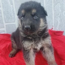 Male red - Black and red male German Shepherd puppy in Mccool Junction, Nebraska from Sininger Lagoon