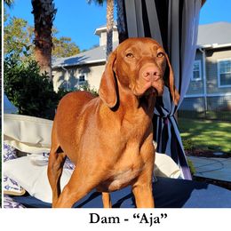 Aja - Vizsla