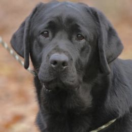 Labrador Retrievers from Stonehenge Labradors