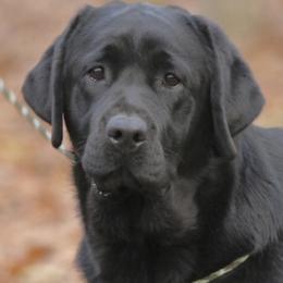 Labrador Retrievers from Stonehenge Labradors