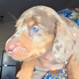 Emma's smooth chocolate and tan dapple boy - Dapple male Dachshund puppy in Declo, Idaho from Dozendachs