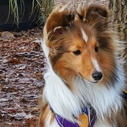 Shetland Sheepdogs and Toy Shetland Sheepdogs from LaLa's Lilliputian Lassies