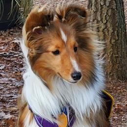 Shetland Sheepdogs and Toy Shetland Sheepdogs from LaLa's Lilliputian Lassies