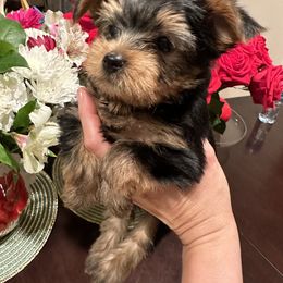 Yorkshire Terrier Puppies from Angelica's Yorkshire Terriers