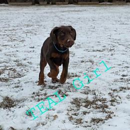 Teal - Red and rust female Doberman Pinscher puppy in Knox, Indiana from Double River Dobermans