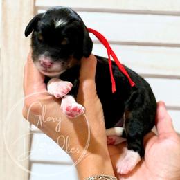 Red - Tri-color male Bernedoodle puppy in Rockwall, Texas from Glory Doodles