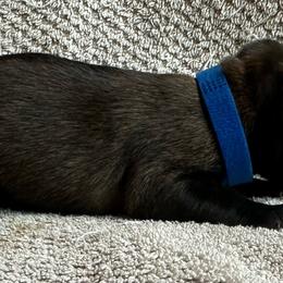 Blue - Fawn sable male Belgian Malinois puppy in Ellerbe, North Carolina from Grand Prix Kennel