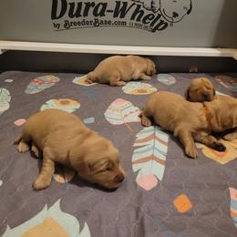 Trifle - Golden male Golden Retriever puppy in Greensburg, Kentucky from Southern Springs Goldens