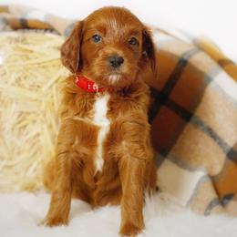 Shriek - Red  female Goldendoodle puppy in Mendon, Massachusetts from Comfort & Cuddle Co