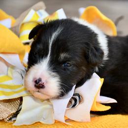 Drone - Black tri-color male Australian Shepherd puppy in Kirksville, Missouri from BellSharps Australian Shepherds