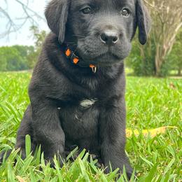 Male 2- Orange - Black - spot on chest - Black male Labrador Retriever puppy in Beaverdam, Virginia from Gold Heart Labradors