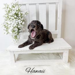 Hawaii - Merle female Goldendoodle puppy in from Pink Poodles and Doodles