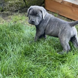 Cane Corso Puppies from Knights of Valor Cane Corso Kennel