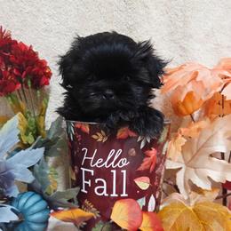 Dark Brindle Boy - Brindle male Shih Tzu puppy in Vinita, Oklahoma from Locust Creek Shih Tzu & Havanese