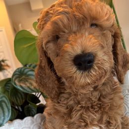 Chewy - Red  male Goldendoodle puppy in Gilbert, Arizona from DogHouse Doodles