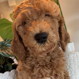 Chewy - Red  male Goldendoodle puppy in Gilbert, Arizona from DogHouse Doodles
