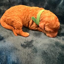 Rudolph - Red  male Goldendoodle puppy in Lufkin, Texas from Maggnificent Doodles