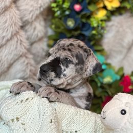 Girl 5 - Great Dane puppy in Reno, Nevada from Good Dog Danes