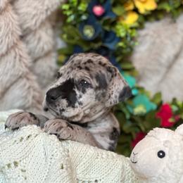 Girl 5 - Great Dane puppy in Reno, Nevada from Good Dog Danes