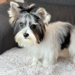 Mellow - Yorkshire Terrier