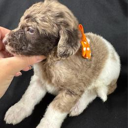 Peaches - Merle female Labradoodle puppy in Candler, North Carolina from Maple Bakin’ Doodles