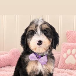 Zara - Tri-color female Bernedoodle puppy in Yuciapa, California from AlltheDoodlez_