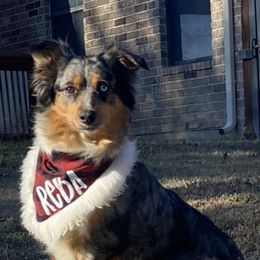 Miniature Australian Shepherds from Keasler’s Mini Aussies