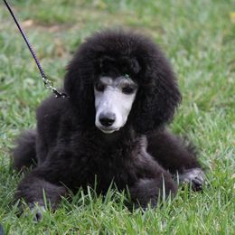 Poodle Puppies from BrioPanache Poodles