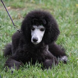 Poodle Puppies from BrioPanache Poodles