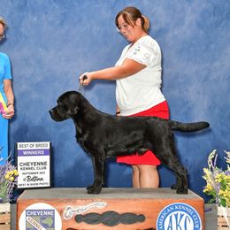 Gideon - Labrador Retriever