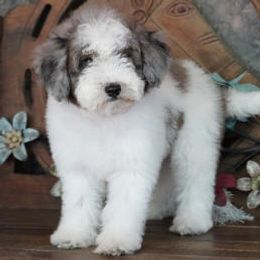 Aussiedoodle, Miniature Australian Shepherd, and Toy Australian Shepherd Puppies from Lindsey’s Aussies
