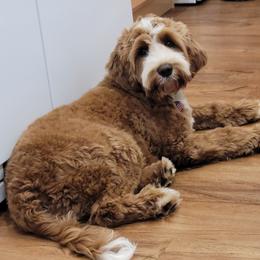 Australian Labradoodle puppies from Country Morning Labradoodles