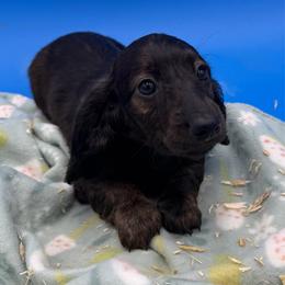 Beautiful Brindle Female - Brindle female Dachshund puppy in Spanaway, Washington from 11 Oaks Kennels