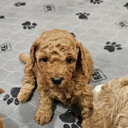 Roo - Red female Cavapoo puppy in Glendale, Arizona from Cool Cavapoos