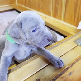 Weimaraner Puppies from Big River Weimaraners