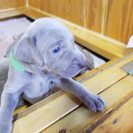 Weimaraner Puppies from Big River Weimaraners