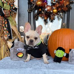 Bulldog and French Bulldog Puppies from DJs Bulldogs