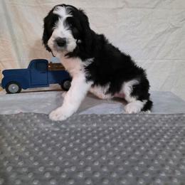 Eve - Black and white female Sheepadoodle puppy in Weatherford, Texas from Oodles of poodles and doodles
