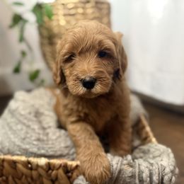 Chestnut - Red  male Goldendoodle puppy in Fayetteville, Arkansas from Silver Hill Farm