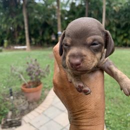 Aurora - Dachshund puppy in Florida from Lazy Acres Farm