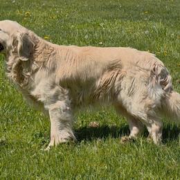 Maverick - Golden Retriever