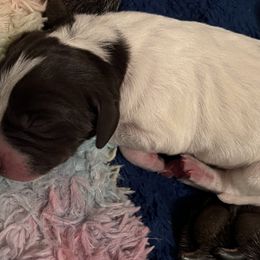 Boy 2 - German Shorthaired Pointer puppy in Bryan, Texas from Ehrenvogel and Bessdach Kennels