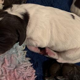 Boy 2 - German Shorthaired Pointer puppy in Bryan, Texas from Ehrenvogel and Bessdach Kennels