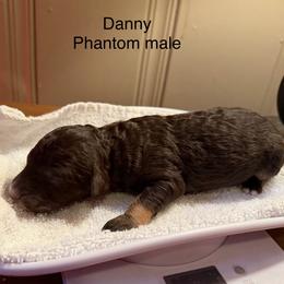 Danny - Phantom male Poodle puppy in Washington, Pennsylvania from Patriotic Poodles