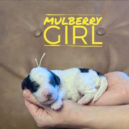Mulberry - Black and white female Bernedoodle puppy in Cambridge, Minnesota from Country Meadow Doodles