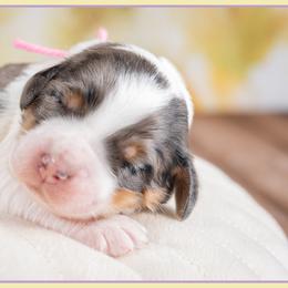 Girl 1 - female Bernedoodle puppy in Connersville, Indiana from Deaz Doodle Ranch