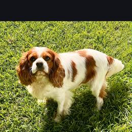 Cavalier King Charles Spaniel and Labrador Retriever Puppies from Britany C